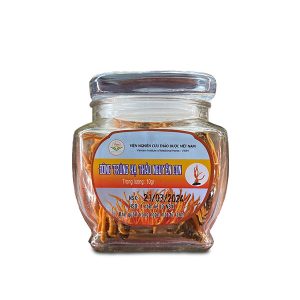 đông trùng hạ thảo nguyên con khô 10gr viện thảo dược