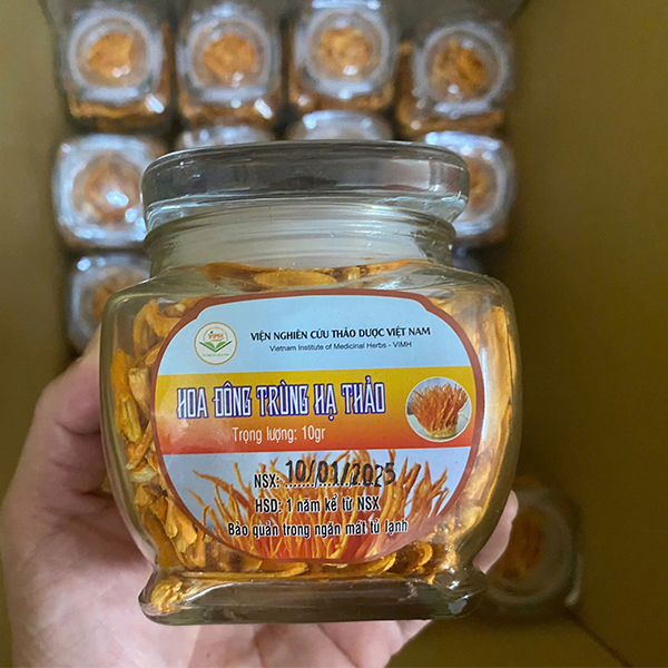 hoa đông trùng hạ thảo viện thảo dược