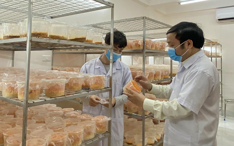 phòng nuôi đông trùng hạ thảo tại viện nghiên cứu thảo dược việt nam
