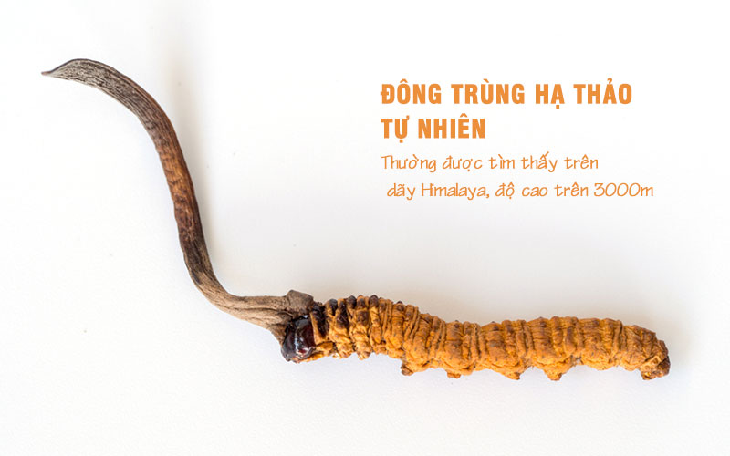 Đông trùng hạ thảo ngâm mật ong: cách ngâm, công dụng? 2 đông trùng hạ thảo tự nhiên