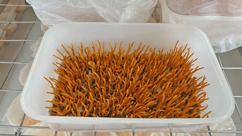 GIỚI THIỆU 1 đông trùng hạ thảo viện nghiên cứu thảo dược việt nam